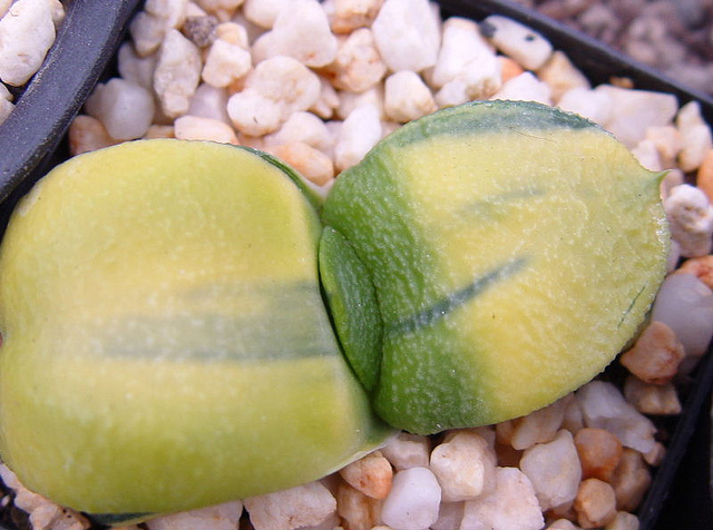 十大足球赌注软件排行榜