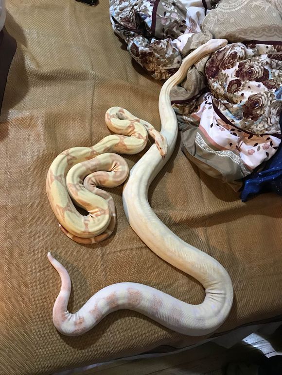 足球赌注软件APP